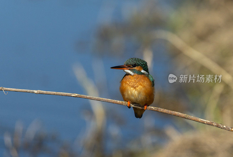 雌性普通翠鸟(Alcedo atthis)